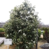 写真2　香りの履歴効果を生かし、記念樹として植栽されたモクレン科常緑のミヤマガンショウ