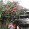 写真1　 屋根の鉄骨に熱帯花木を組み合わせた、商業施設に付随する通路