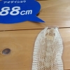 写真1　 展示の蛇の抜け殻　体長188cm