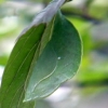 写真5　蛹（山梨県北斗市） エノキの葉に擬態している