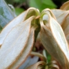 写真1　シロダモの新葉。すぐに固い葉になる