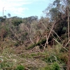 写真1　人工林と天然林が近接した被害（富津市金谷地区）