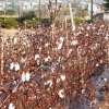 写真4　廃校のグラウンドで有機栽培される河内木綿