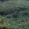 写真2　全面に広がる野生化したアブラギリの群生地