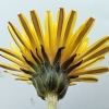 写真　雑種の一つカントウモドキ（仮称）の頭花