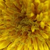 写真　雑種の一つカントウモドキ（仮称）の頭花