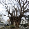 写真1　東京都区部における国指定天然記念物の樹木　善福寺のイチョウ