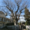 写真1　東京都区部における国指定天然記念物の樹木　練馬白山神社の大ケヤキ