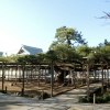 写真1　東京都区部における国指定天然記念物の樹木　善養寺の影向のマツ