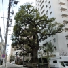 写真2　文京区の保護樹木　本郷弓町のクスノキ