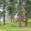 写真4　アメリカ合衆国・グレーシャー国立公園のポンデローサパインが優占する森林景観