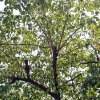 写真2　剪定口から車枝状に新たな枝が多数発生