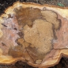 写真5　ソメイヨシノ腐朽被害木の伐根